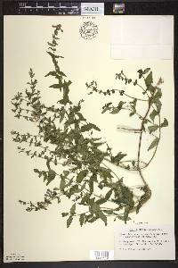 Scutellaria galericulata image