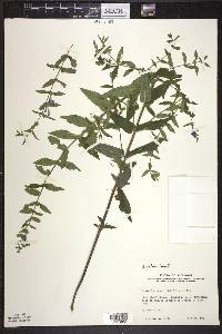 Scutellaria galericulata image