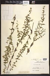 Scutellaria galericulata image