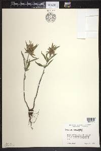 Monarda punctata image