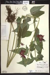 Monarda didyma image