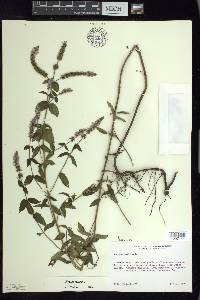 Mentha spicata image