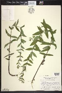 Scutellaria galericulata image