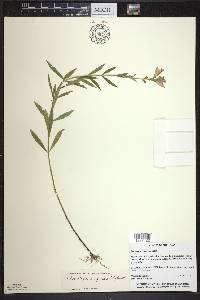 Physostegia virginiana image