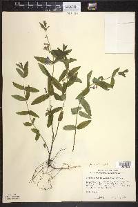 Scutellaria galericulata image