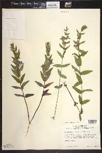 Scutellaria galericulata image