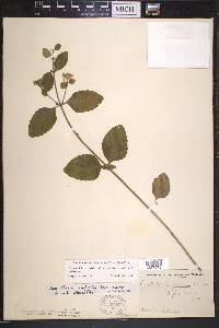 Scutellaria elliptica image