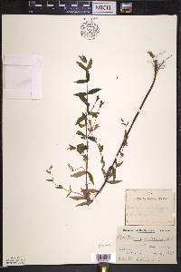 Scutellaria galericulata image