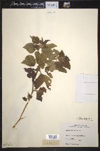 Image Associated With the Occurence