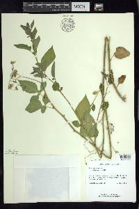 Solanum dulcamara f. albiflorum image