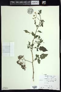 Solanum dulcamara f. albiflorum image