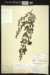 Aureolaria pedicularia image