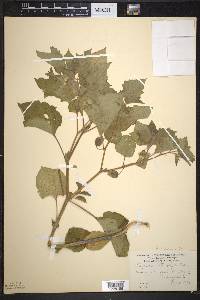Image Associated With the Occurence
