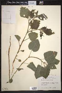 Image Associated With the Occurence