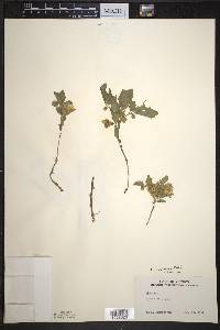 Physalis virginiana image