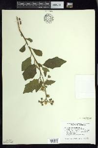 Solanum carolinense f. albiflorum image