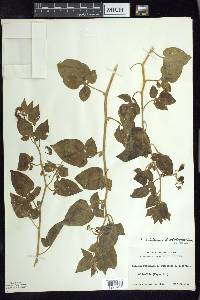 Solanum dulcamara f. albiflorum image