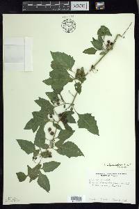 Solanum ptychanthum image