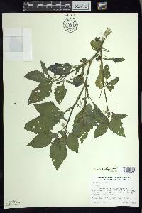 Solanum ptychanthum image