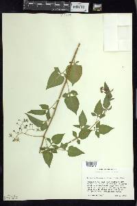 Solanum dulcamara f. albiflorum image