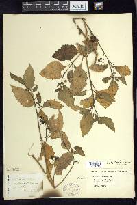 Solanum ptychanthum image