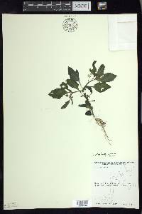 Solanum ptychanthum image