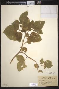 Image Associated With the Occurence