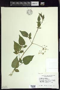 Solanum dulcamara f. albiflorum image