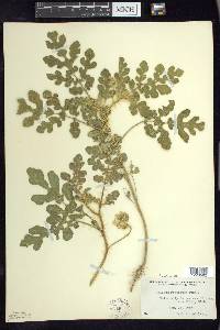 Solanum rostratum image