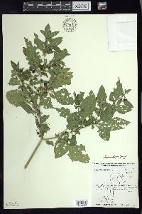 Solanum ptychanthum image