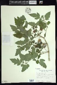 Solanum lycopersicum image