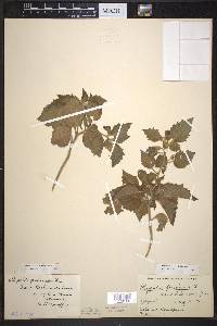 Image Associated With the Occurence