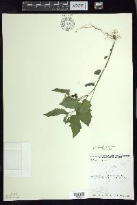 Solanum ptychanthum image