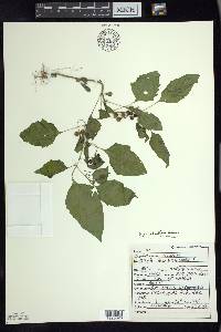 Solanum ptychanthum image