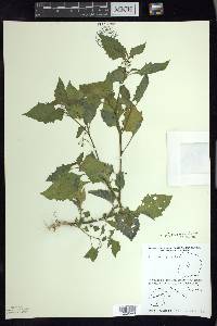 Solanum ptychanthum image