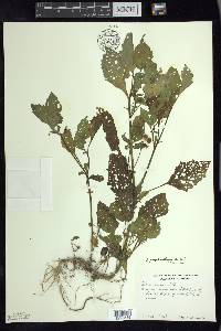 Solanum ptychanthum image