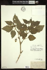 Image Associated With the Occurence