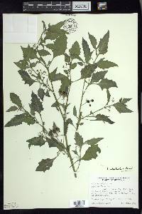 Solanum ptychanthum image