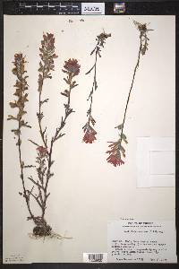 Castilleja coccinea image