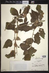 Image Associated With the Occurence