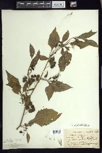 Solanum ptychanthum image