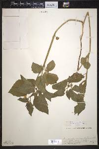 Image Associated With the Occurence