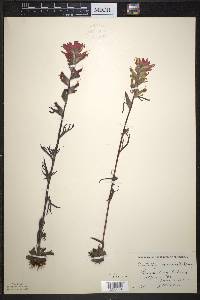 Castilleja coccinea image