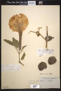 Datura innoxia image