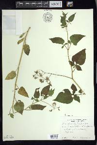 Solanum dulcamara f. albiflorum image