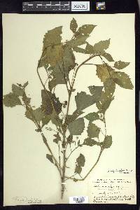 Solanum ptychanthum image