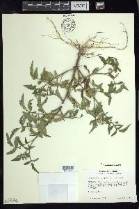 Solanum lycopersicum image