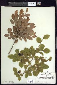 Vaccinium ovalifolium image