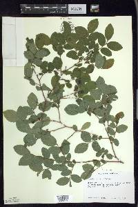 Vaccinium ovalifolium image