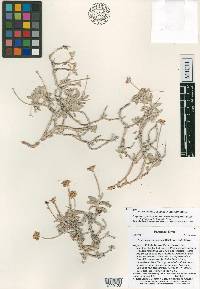 Eriogonum corymbosum var. heilii image
